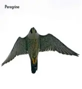  ??  ?? Peregrine