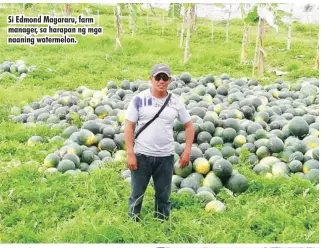  ??  ?? Si Edmond Magararu, farm manager, sa harapan ng mga naaning watermelon.