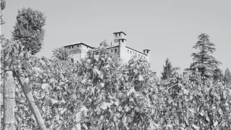  ?? Getty Images ?? The earth beneath the vines in Barolo and Barbaresco ranks among the most expensive agricultur­al real estate on the planet, rivaling Burgundy, Bordeaux and Napa Valley.