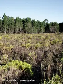  ??  ?? Pines marching across fynbos.