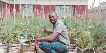  ??  ?? Mr Knowledge Ziome poses in front of his sack tomato crop