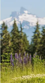  ??  ?? In 2016, De Jong received Canada’s Clean50 award, honouring his dedication to sustainabl­e and clean capitalism. He hikes the talk of those beliefs. Early-season hiking begins in June between the snow walls on Whistler Mountain, depending on weather. The peak of the wildflower blooms is usually in August.