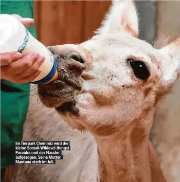  ??  ?? Im Tierpark Chemnitz wird der kleine Somali-Wildesel-Hengst Poseidon mit der Flasche aufgezogen. Seine Mutter Mantana starb im Juli.