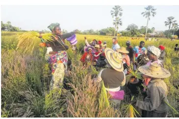  ?? projets Le grenier aux ?? Ici, dans les rizières au mois de novembre au moment de la récolte du riz dans le delta du fleuve Casamance. Les chants gospel donnent du courage, de la force et rythment le travail.