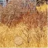  ??  ?? In the May issue, we hid the loonie on page 13 within the photo essay, “Still Standing.” We’ll publish our latest winning loonie-spotters in an upcoming issue.