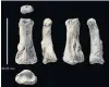  ?? PHOTO: REUTERS ?? The single fossil finger bone of Homo sapiens, pictured from various angles, from the Al Wusta site, in Saudi Arabia.