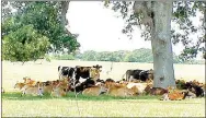  ?? SUBMITTED ?? Livestock producers should ensure their animals have access to shade and cool water to reduce productivi­ty losses and make the animals more comfortabl­e during hot summer weather.