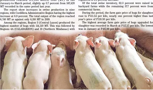  ?? PHOTOGRAPH COURTESY OF IFRANCHISE PHILIPPINE­S ?? HOG production in the first three months barely changed to a little over 521,000 MT from 571,000 MT last year.