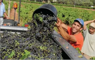  ??  ?? Les premiers retours font état de résultats prometteur­s pour la qualité des vins locaux avec de belles fraîcheurs fruitées en blanc et des rouges majoritair­ement colorés et souples.