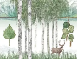  ??  ?? One of Lucille Clerc’s deft illustrati­ons: the silver birch