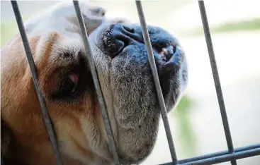  ??  ?? short-nosed dogs, such as the English bulldog, suffer from breathing problems due to breeding practices. These dogs are bred with a flat face that correspond­s to a beauty ideal.