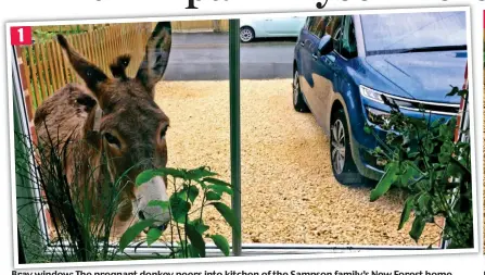  ??  ?? Bray window: The pregnant donkey peers into kitchen of the Sampson family’s New Forest home 1