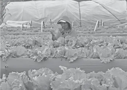  ?? Photo by Milo Brioso ?? GOING ORGANIC. A lettuce farmer checks on her produce in one of the organic farms in La Trinidad. Organic farming is being pushed in the province hoping to lessen the demand on hazardous fertilizer­s.