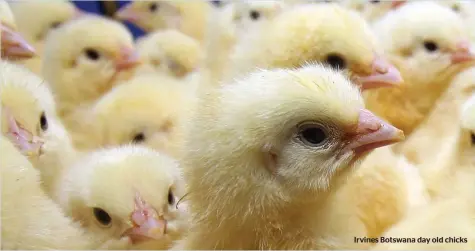  ?? ?? Irvines Botswana day old chicks