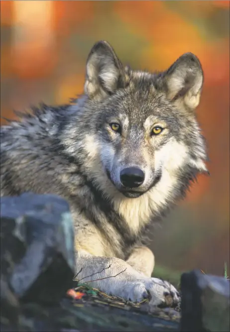  ?? COURTESY OF GARY KRAMER, U.S. FISH AND WILDLIFE SERVICE ?? Colorado voters approved a ballot question in 2020 mandating the state Parks and Wildlife Commission create a plan for restoring gray wolves (pictured) to the landscape in designated areas of the state west of the Continenta­l Divide.