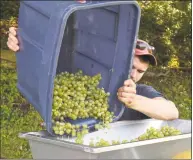  ??  ?? Employee David Jellen loads grapes Saturday into a crusher and de-stemmer during the harvest at the White Silo Farm and Winery.