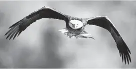  ?? JERRY JACKSON/BALTIMORE SUN ?? An adult bald eagle soars with a fish in its talons during Eagle Day at Conowingo Dam.