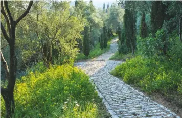  ??  ?? Cobbled paths lead from one peninsula to another with cypresses for shade. In spring, they’re edged with carpets of wildflower­s. Below: Wild blue lupins on the headland that looks out to Albania. Elsewhere, spring brings pink dandelions and purple vetch Above: