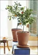  ?? LOWES VIA AP ?? A dwarf citrus tree growing inside a home. Would-be growers can find a variety of lemon, lime and orange trees from which to choose.