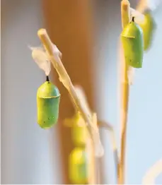  ??  ?? Monarch butterfly chrysalise­s hang in Cindy Mench’s monarch nursery. They will soon break open, and colorful adult butterflie­s will emerge.