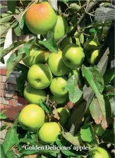  ??  ?? ‘Golden Delicious’ apples.