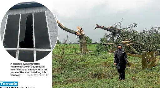  ?? MARK TAYLOR/STUFF
MARK TAYLOR/STUFF ?? A tornado swept through Andrew McGiven’s dairy farm near Waitoa at midday, with the force of the wind breaking this window.
Corey Farac stands next to what remains of a neighbour’s tree after a tornado went through Waitoa.