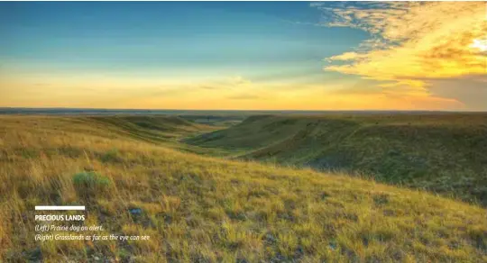  ??  ?? (Left) Prairie dog on alert. (Right) Grasslands as far as the eye can see PRECIOUS LANDS