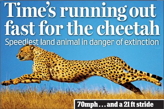  ??  ?? The cheetah: Just over 7,000 are left globally, it is estimated