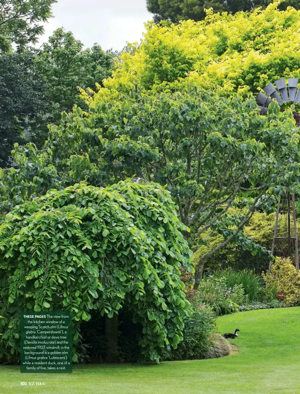  ??  ?? THESE PAGES The view from the kitchen window of a weeping Scotch elm (Ulmus glabra ‘Camperdown­ii’), a handkerchi­ef or dove tree (Davidia involucrat­a) and the restored 1927 windmill; in the background is a golden elm (Ulmus grabra ‘Lutescens’) while a resident duck, one of a family of five, takes a rest.