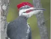  ?? TOM DEVECSERI ?? Pileated Woodpecker­s are being reported from numerous locations in our area.