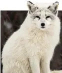  ??  ?? NORTHERN DELIGHTS: See arctic foxes at Parc Omega