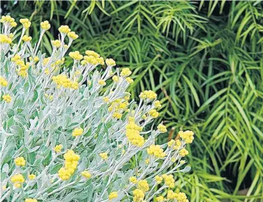  ?? NORMAN WINTER/TNS PHOTOS ?? Flambé Yellow strawflowe­r, with its gray leaves and stems, fits the 2021 Pantone colors of the year almost to perfection.