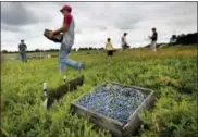  ?? THE ASSOCIATED PRESS ?? Workers harvest wild blueberrie­s at the Ridgeberry Farm in Appleton, Maine. A trade group said the state’s wild blueberry crop fell sharply during the summer of 2017, to land below 100 million pounds for the first time in four years.