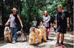  ??  ?? Em 13 de outubro de
2019 o canil Vento Afegão promoveu um encontro com cães da raça no Parque Trianon, em São Paulo, e em breve marcará outro