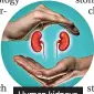  ?? ?? Human kidneys