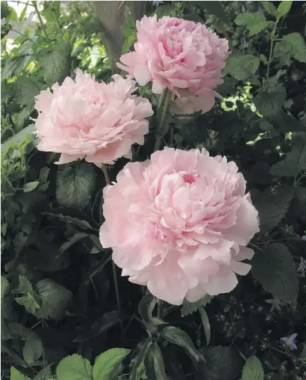  ??  ?? When dividing peonies, don’t allow the roots to dry out. Doing the work on a cool day helps, Gerald Filipski says.