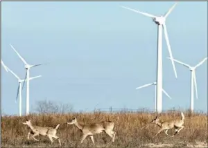  ?? Bloomberg NEWS/EDDIE SEAL ?? Deer bound past Babcock & Brown Infrastruc­ture Group wind turbines in Texas in this file photo.