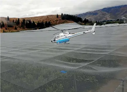  ?? PHOTO: HANDOUT VIA REUTERS ?? A helicopter is used to dry cherries at New Zealand Cherry Corp’s orchard in Cromwell.