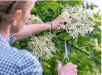  ??  ?? Left to right: Picking sprays of grape-scented elder flower; bold astrantia ‘Gill Richardson’; sea holly mixed with Ligusticum lucidum; pops of allium ‘Purple Sensation’ backed by euphorbia.