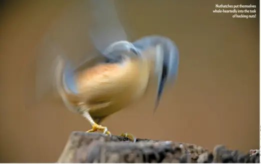  ??  ?? Nuthatches put themselves whole-heartedly into the task of hacking nuts!