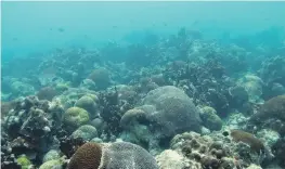  ?? NYU Abu Dhabi ?? Ras Ghanada coral reef off the coast of Abu Dhabi. The UAE is to create the world’s largest artificial coral reef off the coast of Fujairah