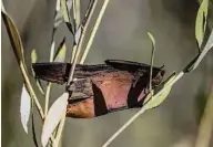  ?? ?? A piece of scarred tree bark rests between branches grown at San Vicente Redwoods after the 2020 CZU Lightning Complex wildfires.