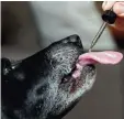  ?? Foto: Robyn Beck, afp ?? Labradorhü­ndin Cayley bekommt ihre tägliche Dosis.