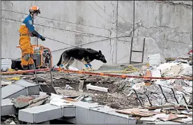  ?? AP/REBECCA BLACKWELL ?? A handler and his rescue dog look for survivors Friday at the site of a quake-collapsed seven-story building in Mexico City. Mexican officials promised to keep up the search as operations stretched into a fourth day after people were still being found...