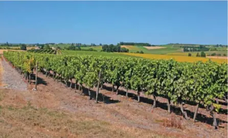  ??  ?? Viñedos de la región de
Cognac, Francia