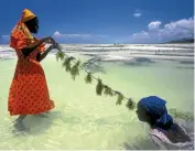  ??  ?? Women preparing seaweed in Zanzibar.
