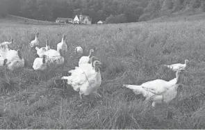  ?? JON BAKER/THE TIMES-REPORTER ?? This flock of turkeys took care of an infestatio­n of army worms on the farm of Kyle Henry in Rush Township by eating the bugs.