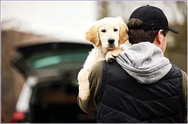  ??  ?? CAUGHT NAPPING: The worrying rise in dog thefts is the tip of the iceberg of escalating crime