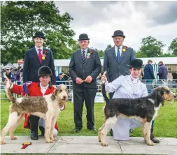  ??  ?? Top doghound and bitch Llanwnnen Farmers Dafydd (left) and Tulip