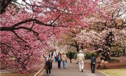  ?? Photo bietthungo­ctrai.vn ?? IN BLOOM: Mường Phăng cherry blossom garden is not just a tourist magnet, but also a symbol of the delicate combinatio­n of natural beauty and human devotion.